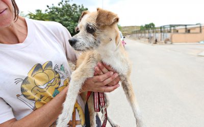Policía Local y Bomberos rescatan a un perro atrapado en un pozo