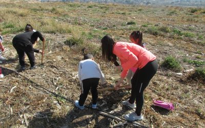 Cerca de 500 alumnos de Elda ayudan a reforestar la antigua escombrera de Bolón